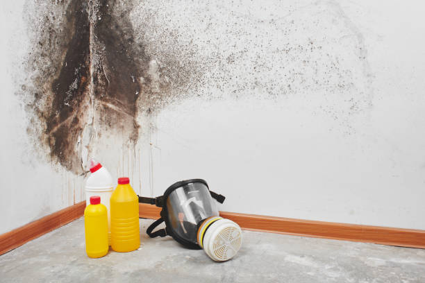 Crawl Space Mold Removal in Wolfforth, TX