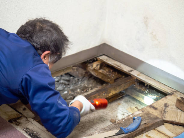 Best Mold Remediation  in Wolfforth, TX