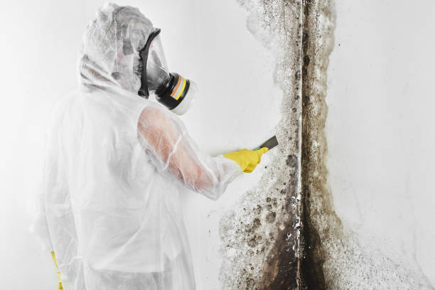 Best Attic Mold Removal  in Wolfforth, TX