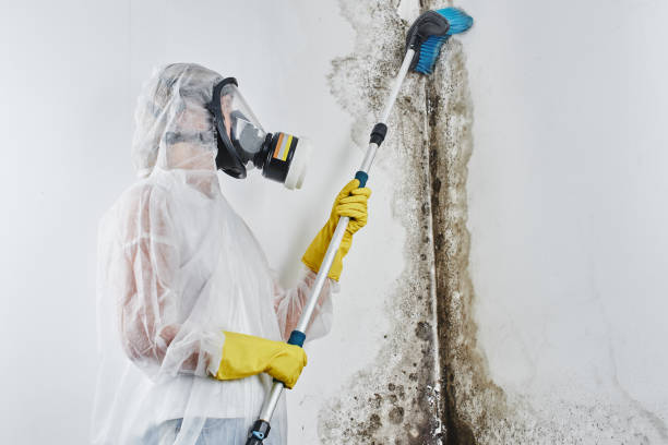 Best Black Mold Removal  in Wolfforth, TX