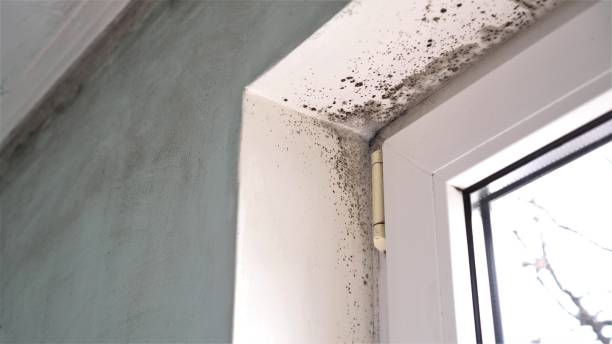 Best Mold Damage Repair  in Wolfforth, TX
