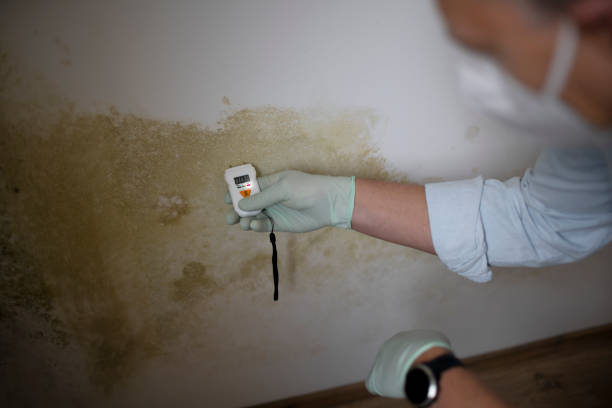 Best Mold Remediation  in Wolfforth, TX