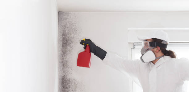 Home Mold Removal in Wolfforth, TX