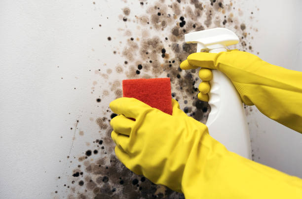 Best Local Mold Removal Service  in Wolfforth, TX