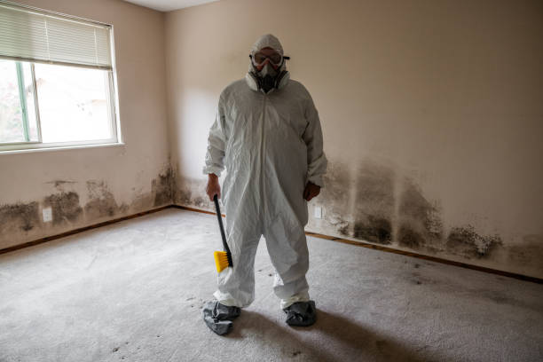 Best Certified Mold Removal  in Wolfforth, TX