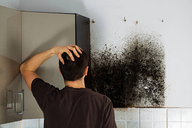 Mold Removal and Inspection in Wolfforth, TX