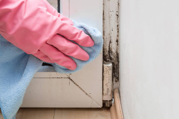 Best Fast Mold Removal  in Wolfforth, TX